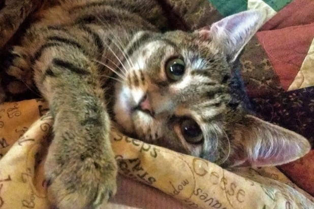 Garfield's Rescue: A Tail of Community